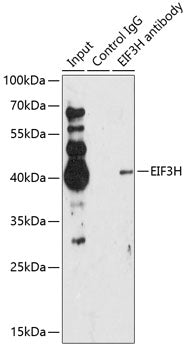 EIF3H Rabbit pAb
