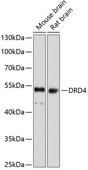 DRD4 Rabbit pAb
