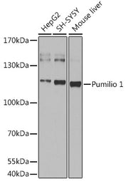 Pumilio 1 Rabbit pAb