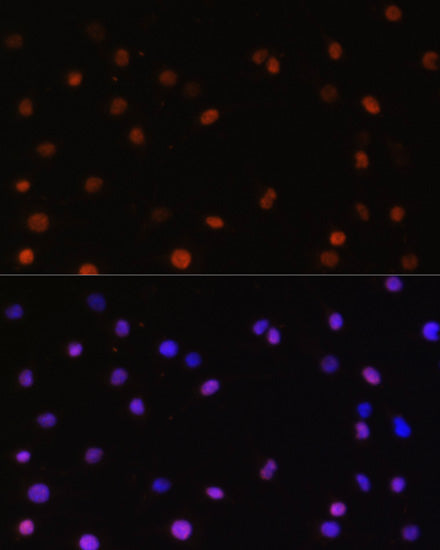 JAB1/CSN5/COPS5 Rabbit pAb