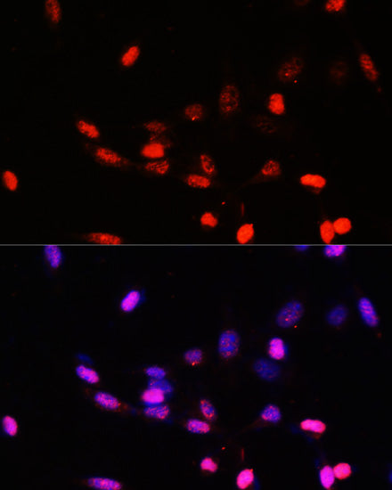 JAB1/CSN5/COPS5 Rabbit pAb