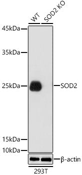 [KO Validated] SOD2 Rabbit pAb