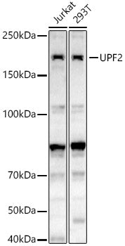 UPF2 Rabbit pAb