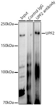 UPF2 Rabbit pAb