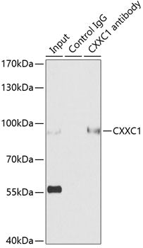 CXXC1 Rabbit pAb