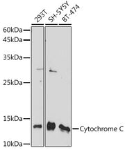 Cytochrome C Rabbit pAb