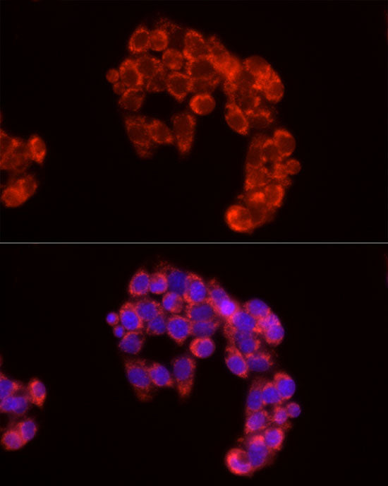 Cytochrome C Rabbit pAb