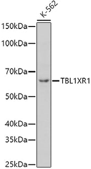 TBL1XR1 Rabbit pAb