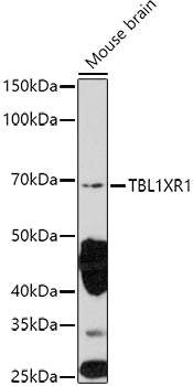 TBL1XR1 Rabbit pAb