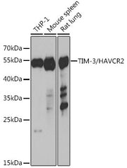 TIM-3/HAVCR2 Rabbit pAb