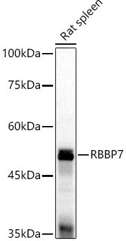 RbAp46/RBBP7 Rabbit pAb