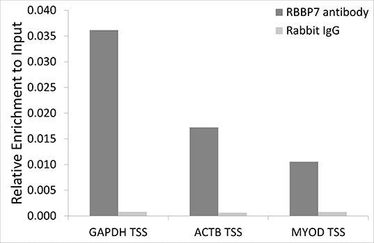 RbAp46/RBBP7 Rabbit pAb