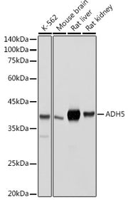 ADH5/GSNOR Rabbit pAb