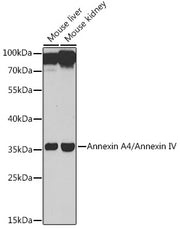 Annexin A4/Annexin IV Rabbit pAb
