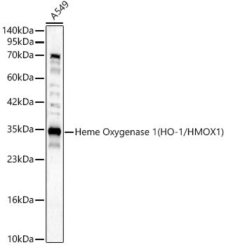 Heme Oxygenase 1 (HO-1/HMOX1) Rabbit pAb