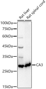 CA3 Rabbit pAb