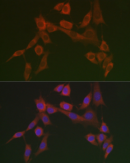 HSP47/SERPINH1 Rabbit pAb