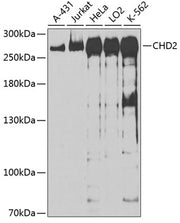 CHD2 Rabbit pAb
