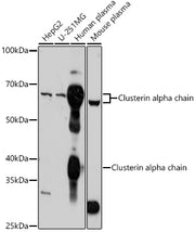 Clusterin Rabbit pAb