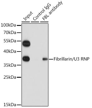Fibrillarin/U3 RNP Rabbit pAb