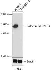 [KO Validated] Galectin 3/LGALS3 Rabbit pAb