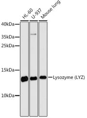 Lysozyme (LYZ) Rabbit pAb