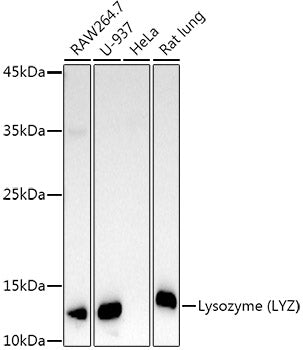 Lysozyme (LYZ) Rabbit pAb
