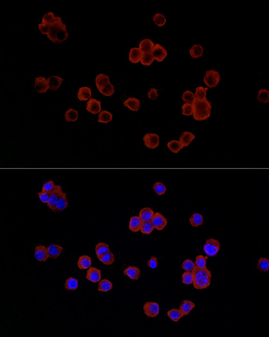 Lysozyme (LYZ) Rabbit pAb