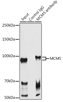MCM5 Rabbit pAb