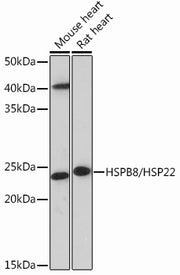 HSPB8/HSP22 Rabbit mAb