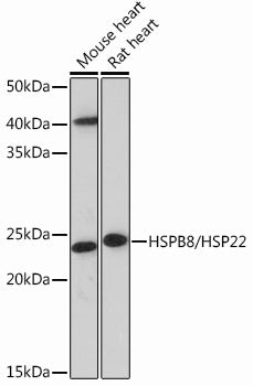 HSPB8/HSP22 Rabbit mAb