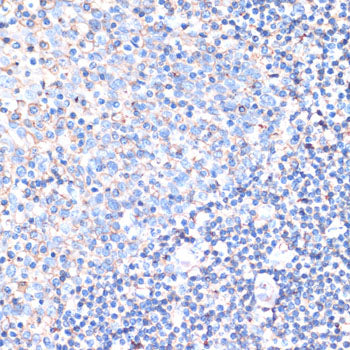 CD44 Rabbit pAb