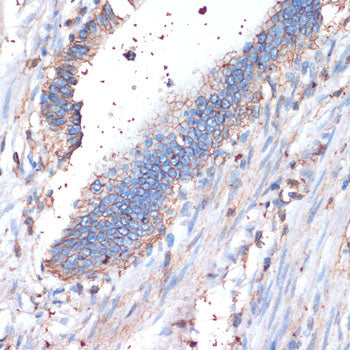 CD44 Rabbit pAb