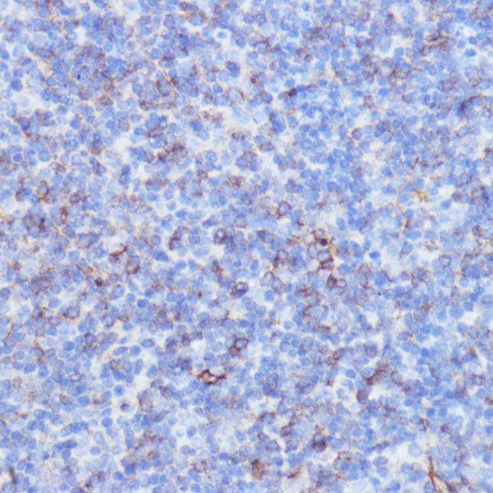 NOTCH3 Rabbit pAb