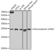 Peroxiredoxin 1/PAG Rabbit pAb