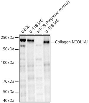 Collagen I/COL1A1 Rabbit pAb
