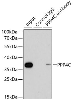 PPP4C Rabbit pAb