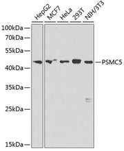 PSMC5 Rabbit pAb