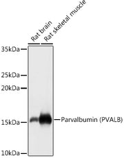 Parvalbumin/PVALB Rabbit pAb