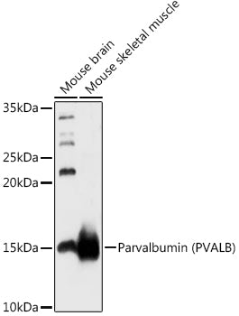 Parvalbumin/PVALB Rabbit pAb