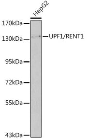UPF1/RENT1 Rabbit pAb
