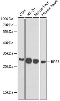 RPS3 Rabbit pAb
