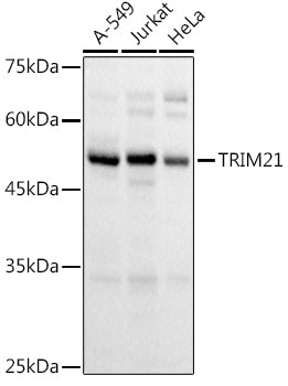 TRIM21/SS-A Rabbit pAb