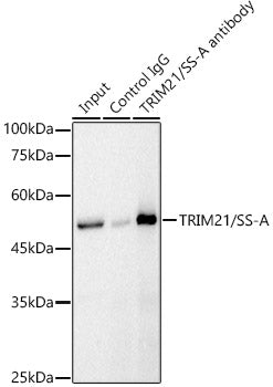 TRIM21/SS-A Rabbit pAb