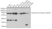 Monoamine Oxidase A (MAOA) Rabbit pAb