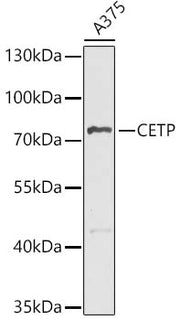 CETP Rabbit pAb
