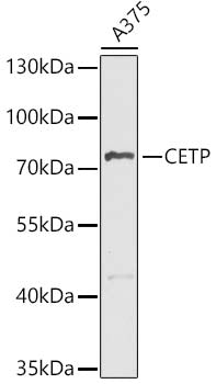 CETP Rabbit pAb