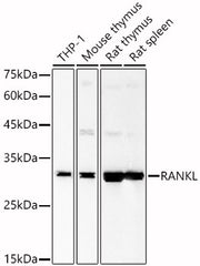RANKL Rabbit pAb