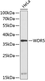 WDR5 Rabbit pAb