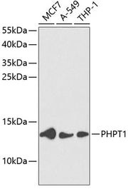 PHPT1 Rabbit pAb